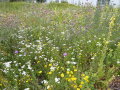 Veitshöchheimer Bienenweide präsentiert sich farbenreich und bunt im zweiten Jahr. 