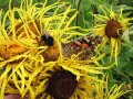 Schmetterling und Hummel auf einer Blüte.