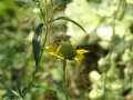 Eine Wildbiene befindet sich im Anflug auf die Blüte von Rudbeckia laciniata.