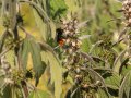 Eine Steinhummel nutzt das reichhaltige Futterangebot des Herzgespanns (Leonurus).