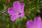 Einzelne Pflanze des Blutroten Storchschnabels, Geranium sanguineum im Topf. Die sommergrünen, tief eingeschnittenen Blätter sind lang gestielt.