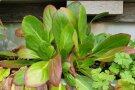Einzelne Pflanze der Herzblatt-Bergenie, Bergenia cordifolia im Topf. Die rosanen Blütenrispen stehen an langen Stängeln über dem ledrigen grünen Laub.