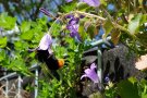 Steinhummel sucht Nektar und Pollen an einer lila Blüte der Campanula portenschlagiana