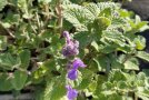 Eine einzelne Pflanze der Bastard-Katzenminze Nepeta faassenii 'Senior' im Topf. Blüten haben noch nicht angesetzt.