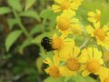 Eine Erdhummel sammelt an der Blüte von Helenium autumnale.