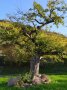 Ein  seltener Apfelbaum steht auf einer grünen Wiese. 