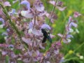 Eine große, schwarze Holzbiene mit viel Pollen in den Haaren sitzt an einer lila-rosa Lippenblüte des Muskatellersalbei.
