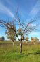 Ein durch Rindenbrand geschädigten nahezu abgestorbenen Apfelbaum auf einer herbstlichen, grünen Streuobstwiese unweit einer Siedlung. Der Baum hat nahezu alle Blätter verloren, wohingegen die Bäume im Hintergrund noch belaubt sind. Die Rinde des Baumes ist an Ästen und Stamm großflächig nicht mehr vorhanden, der nackte, ausgeblichene Holzkörper ist sichtbar. 