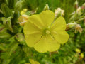 Gelbe becherförmige Blüte von Oenothera biennis.
