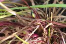 Zipfelkäfer an Dianthus carthusianorum