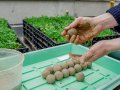 Zu Seedbombs (Kugel, geformt aus Erde mit Saatgut) verarbeitetes selbstgewonnenes Saatgut bringt farbenfrohe Insektenfutterpflanzen an leere Plätze.