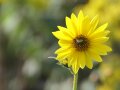 Eine Schwebfliege sitzt auf der Blüte von <i>Helianthus maximilianii</i>, einem der Hauptmasseträger der Mischung.