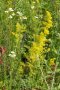 Im Vordergrund die gelbe <i>Galium verum</i> auf einer bunten Wiese.