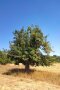Ein großer, alter, vitaler, grünbelaubter Apfelbaum vor strahlend blauem Sommerhimmel. Die Wiese, auf dem der Baum steht, ist strohfarben und ausgetrocknet. Im Hintergrund ist eine grüne Hecke zu sehen.  
