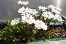 Einzelne Pflanze der immergrünen Schleifenblume Iberis sempervirens im Topf. Die weißen doldenförmigen Blüten leuchten kontrastreich zum dunkelgrünen Laub.