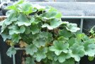 Eine einzelne Pflanze des Zwerg-Frauenmantels Alchemilla erythropoda im Topf. Blütenstände haben noch nicht angesetzt.