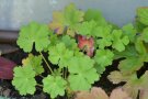 Einzelne Pflanze des Cambridge-Storchenschnabels Geranium cantabrignense im Topf. Blüten haben noch nicht angesetzt.
