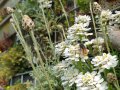 Eine Mauerbiene sammelt Pollen und Nektar an der immergrünen Schleifenblume in der Wandbegrünung.