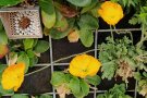Einzelne Pflanze des Island-Mohns Papaver nudicaule im Topf. Blüten haben noch nicht angesetzt.