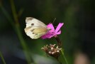 Großer Kohlweißling an pinker Dianthus carthusianorum