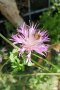 Eine einzelne Pflanze der Silberflockenblume Centaurea bella im Topf. Die gefiederten Blätter sind grau behaart.