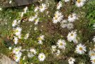Einzelne Pflanze der Kissenaster, Aster dumosus im Topf. Die Pflanze treibt nach dem Winter gerade frisch aus.
