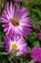 Eine Biene auf einer der rosa bis lila Blüten der Aster dumosus Sorte Herbstgruß vom Bresserhof. 