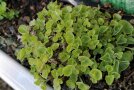 Eine einzelne üppig grüne Pflanze der Dalmatiner Polster-Glockenblume Campanula portenschlagiana. Im April sind noch keine Blütenansätze zu sehen.