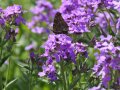 Ein Tagpfauenauge saugt Nektar an der Blüte der Nachtviole (Hesperis matronalis).