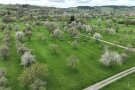 Luftaufnahmen von der Streuobstlandschaft in Margetshöchheim. Viele verschiedene Streuobstbäume in verschieden alter, teilweise in der Blühte verstreut in der Landschaft. Margetshöchheim ist ein fränkisches Dorf, das mit ca. 20 ha Streuobstwiese noch eine große Streuobstlandschaft bietet. 