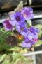Einzelne Pflanze des silbrig gefleckten Lungenkrautes, Pulmonaria 'Trevi Fountain' mit blauvioletten Blüten.