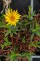 Einzelne Pflanze der schwertblättrigen Alants Inula ensifolia im Topf. Der grasbüschelförmige Habitus hat noch keine Blüten angesetzt.
