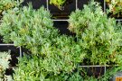 Einzelne Pflanze des weißen Zwerg-Lavendels Lavandula angustifolia 'Nana alba'. Die lanzettigen Blätter sind gräulich bereift, Blüten sind noch nicht angesetzt.
