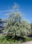 Das silbergraue Laub der Ölweide bringt mediterrane Stimmung in den Garten.