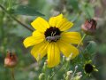 Eine Wildbiene sitzt auf der Blüte der zweijährigen Prärieart Rudbeckia triloba.