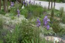 Staudenmischungen leicht und duftig mit weißer und blauer Blüte. 