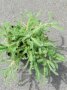 Das Bild zeigt die wollig behaarte Blattrosette von Achillea tomentosa, der Teppichgarbe in der Aufsicht. Im März sind noch keine Blüten angesetzt.