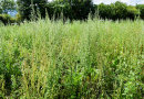 Die Versuchsfläche im August 2017 mit Spontanvegetation.