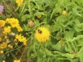 Eine Hummel auf Großköpfiger Flockenblume.