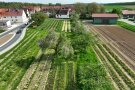 Drohnenaufnahme von Streuobstbäume auf Schnittblumenfeld. Streuobstäcker waren in Franken eine übliche Nutzungsform. Die Doppelnutzung auf zwei Etagen war ein gängiges Mittel, um möglichst hohe Erträge auf einer Fläche zu erzielen. Früher wurde unter den Bäumen vermehrt Gemüse, Beerenobst und andere Feldfrüchte angebaut.