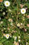 Einzelne Pflanze des spanischen Gänseblümchens Erigeron karvinskianus im Topf. Die Blütenknospen sind schon zu erkennen.