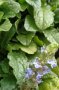 Eine einzelne Pflanze des kriechenden Günsels, Ajuga reptans im Topf. Die Blütenansätze sind schon vorhanden aber noch nicht aufgeblüht.