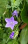 Einzelne üppig lanzettig beblätterte Pflanze der rundblättrigen Glockenblume Campanula rotundifolia im Topf. Blütenansätze sind noch nicht vorhanden.