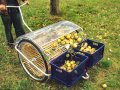 Äpfel liegen auf dem Rasen und werden mit der Auflesemaschine eingesammelt. Das vom Obstigel aufgespießte Obst muss umgehend verarbeitet werden.