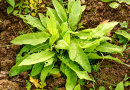 Das Orientalische Zackenschötchen (<i>Bunias orientalis)</i> zeigt sich unbeeindruckt durch die Behandlungen.