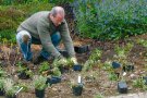 Stauden werden auf dem Beet in zufälliger Verteilung gepflanzt. 