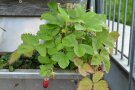 Einzelne Pflanze der Monatserdbeere Fragaria vesca 'Alexandria' im Topf. Die ersten weißenb Blüten mit gelber Mitte sind bereits aufgeblüht.