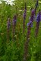 Violette Blüten vom Steppen-Salbei (<i>Salvia nemorosa</i>) auf einer grünen Wiese