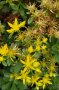 Eine einzelne Pflanze des reichblühenden Fettblattes Sedum floriferum im Topf. Blüten haben noch nicht angesetzt.