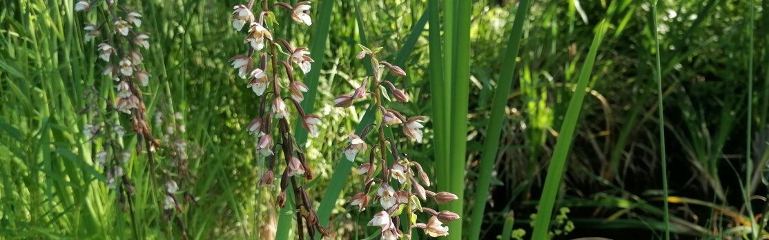 Heimische Orchideen - Headerbild